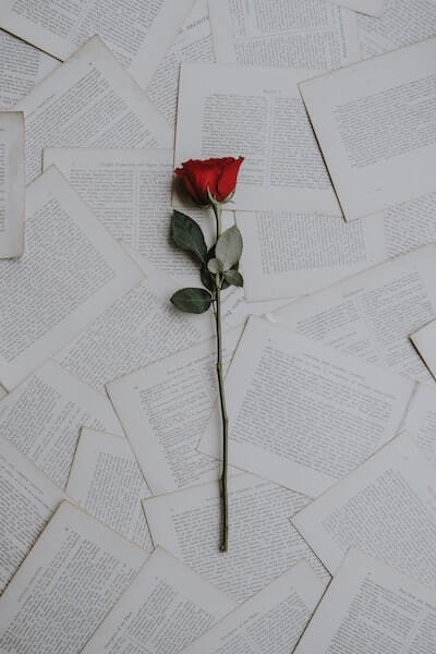 A long-stemmed red rose on scattered book pages